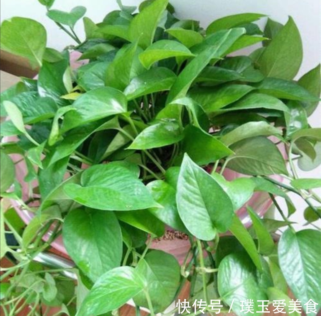 花盆|用2种水浇绿萝，植株枝叶疯长，一个月爆满花盆