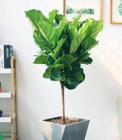 鸭脚木|这22款植物室内养护不但净化空气还吸甲醛,花友纷纷收藏