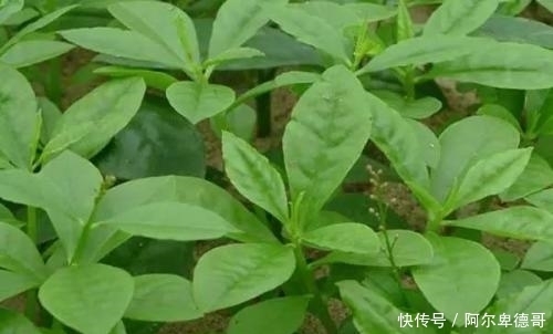 野菜|农村的这些野菜，可以延缓衰老、滋阴润燥，现在知道还不晚！