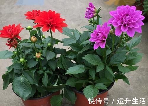 八种以牡丹命名的花卉 开花鲜艳漂亮 颜值高 值得养 粉紫色 八种以牡丹命名的花卉 开花鲜艳漂亮 颜值高 值得养 粉紫色