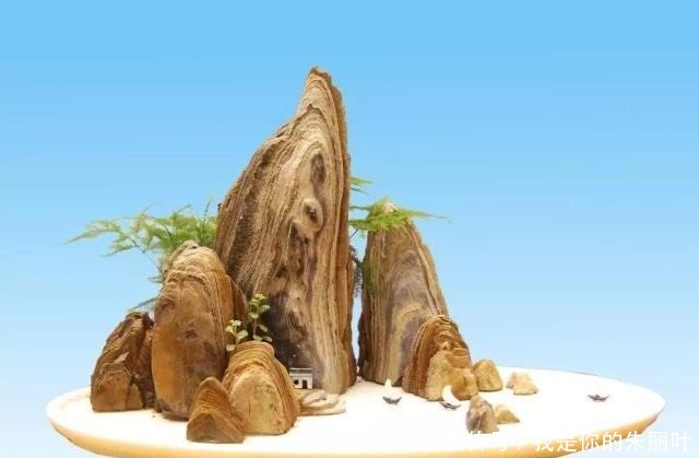 养花|大爷用石头、盘子来养花,布局造景,这就是山水盆景的魅力!