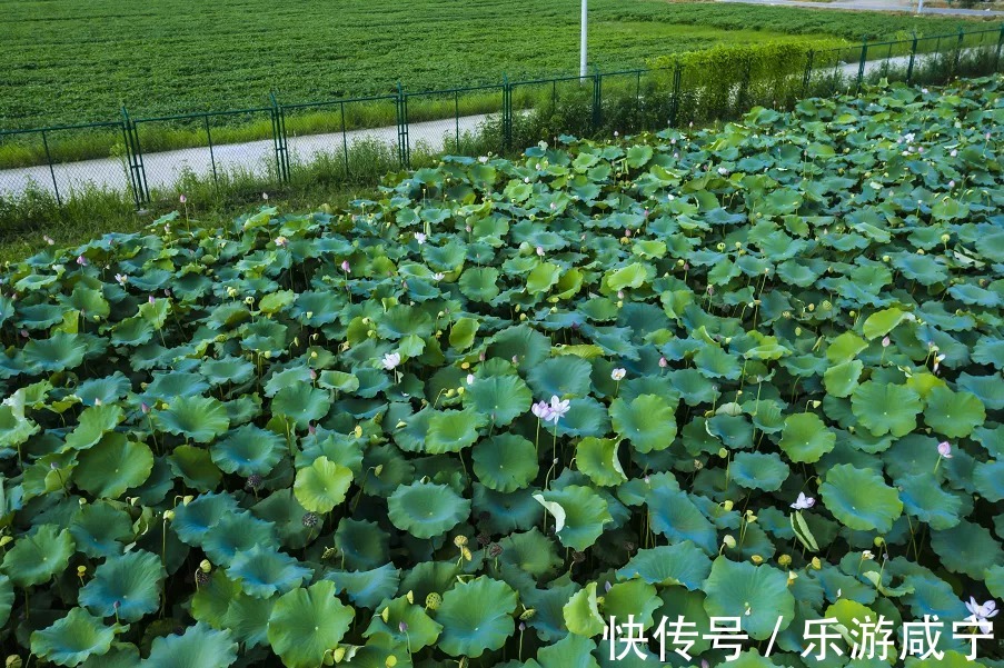 | 这儿有你一眼惊艳“中国色”！|处暑已至 | 采颉