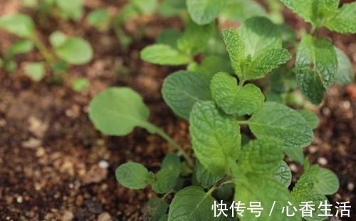 芦荟|卧室长期放盆栽,失眠的人就选2种,好看又好养,净化效果好
