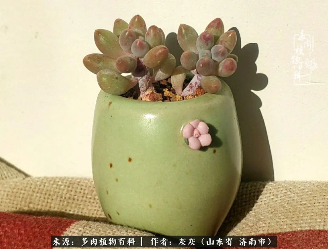 多肉植物|养多肉四年,铁打的盆盆流水的肉,无需多问,问就是喜欢!