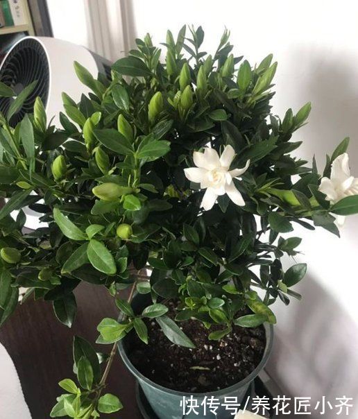 秋季|如果想要栀子花明年开花，秋季做好“5不1对”，春季花开满枝头