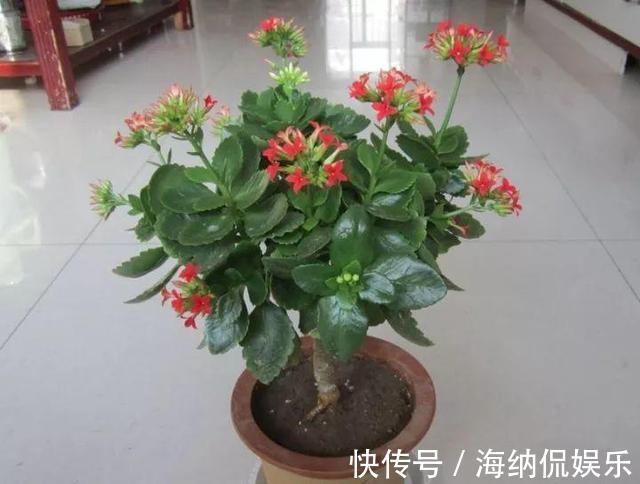 长寿|养花10年，他的长寿花1棵开3种颜色，方法3分钟就学会