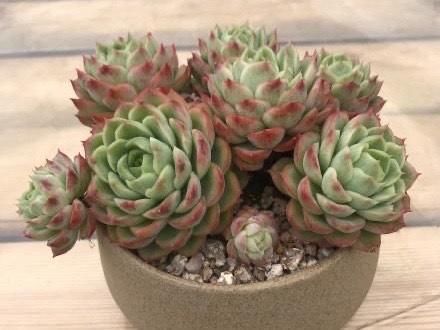 能养出果冻色更好，没状态也不丑的多肉酸橙辣椒，颜色清脆很清新