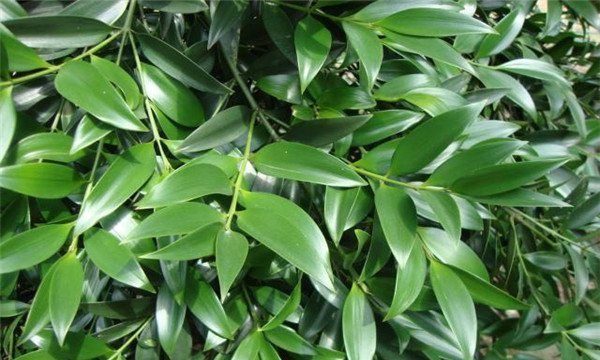 养花试试这几款，淡雅清新还可驱蚊提神