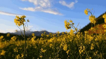 《贵州油菜花打卡指南》出炉！抓紧时间奔赴花海吧~