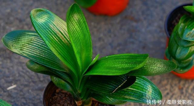 新叶|君子兰有“6怕”,难怪总是养不好,新手规避