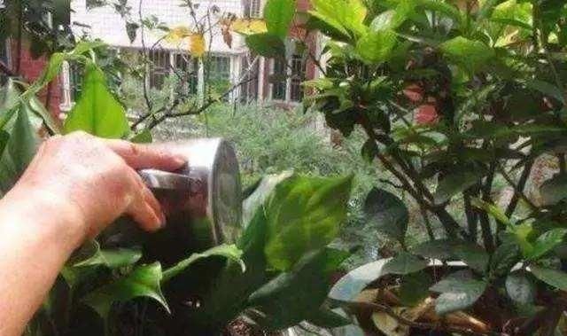 烂根|6月天浇花,就怕做错“3件事”,黄叶、烂根多,真是浇一盆死一盆