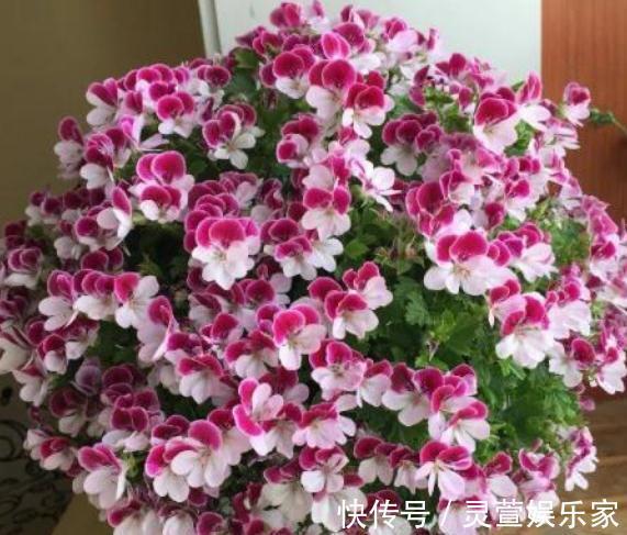 小花园|阳台想要成“花园”,就养3种花,叶少花儿多,一年四季不断花