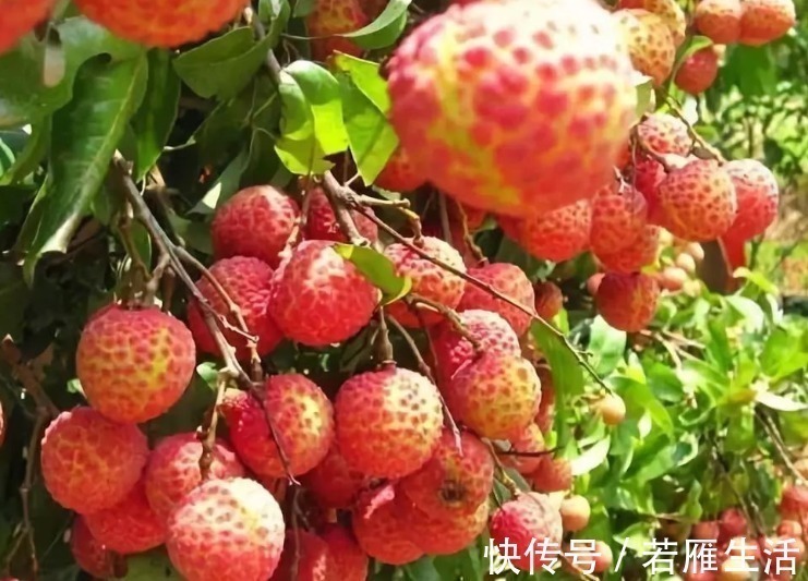 美味|夏季,这3种碱性水果要多吃,再贵也要吃!营养美味顺利过夏天!