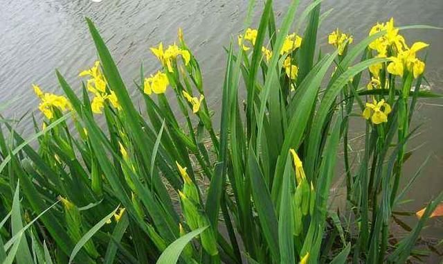 院子里的荷花鱼池，种这些绿植无需过滤又美观