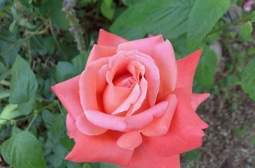 最惹人喜欢的3种花,开花时间超200天,好养如绿萝