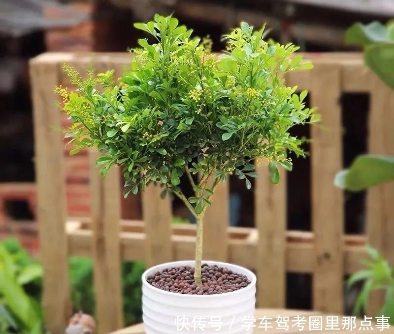 三角梅|家养六种花，个个都是“醋坛子”，隔几天喝一点醋，叶子绿油油的，越长越旺盛