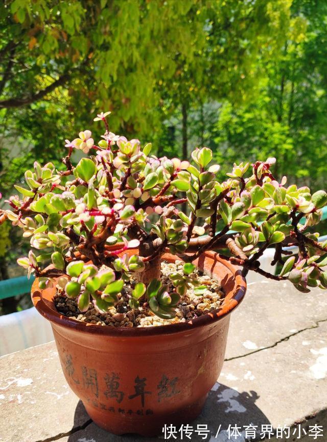 三元复合肥|金枝玉叶长势差,土里埋“三废料”,新枝咕噜蹿,养成繁花小老桩