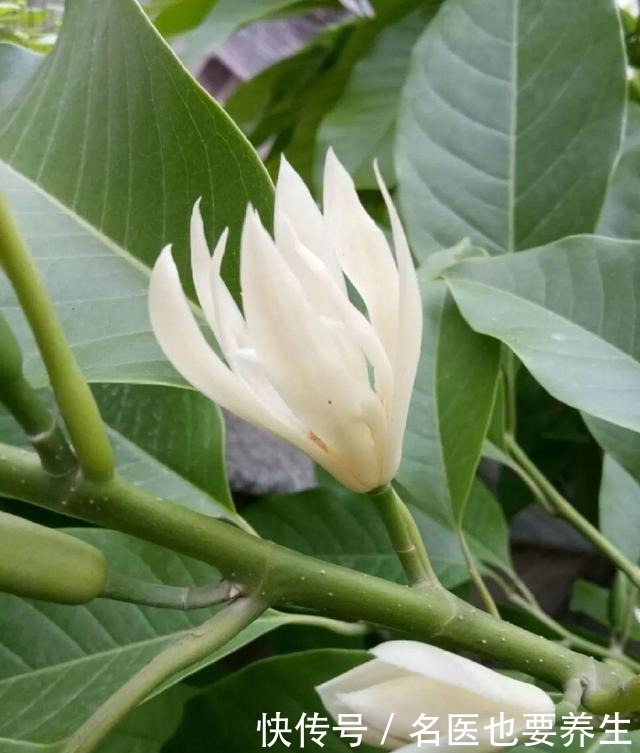 花香堪比香水，邻居大妈都追着问，眼馋极了！