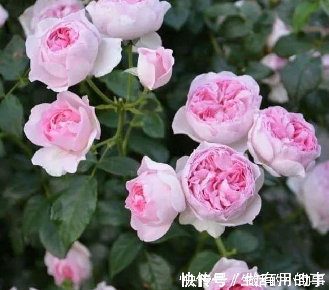 25款包子型月季,花开永不败,大花好养又丰花,新手推荐种植!