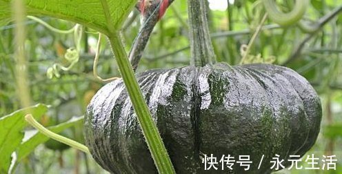 好处|吃南瓜好处多多，南瓜不能和以下两种食物同食，告诉身边的人