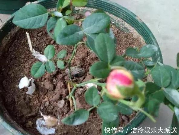 大蒜|大蒜养花好处多,使用正确花草不生病虫害、黄叶情况少得多