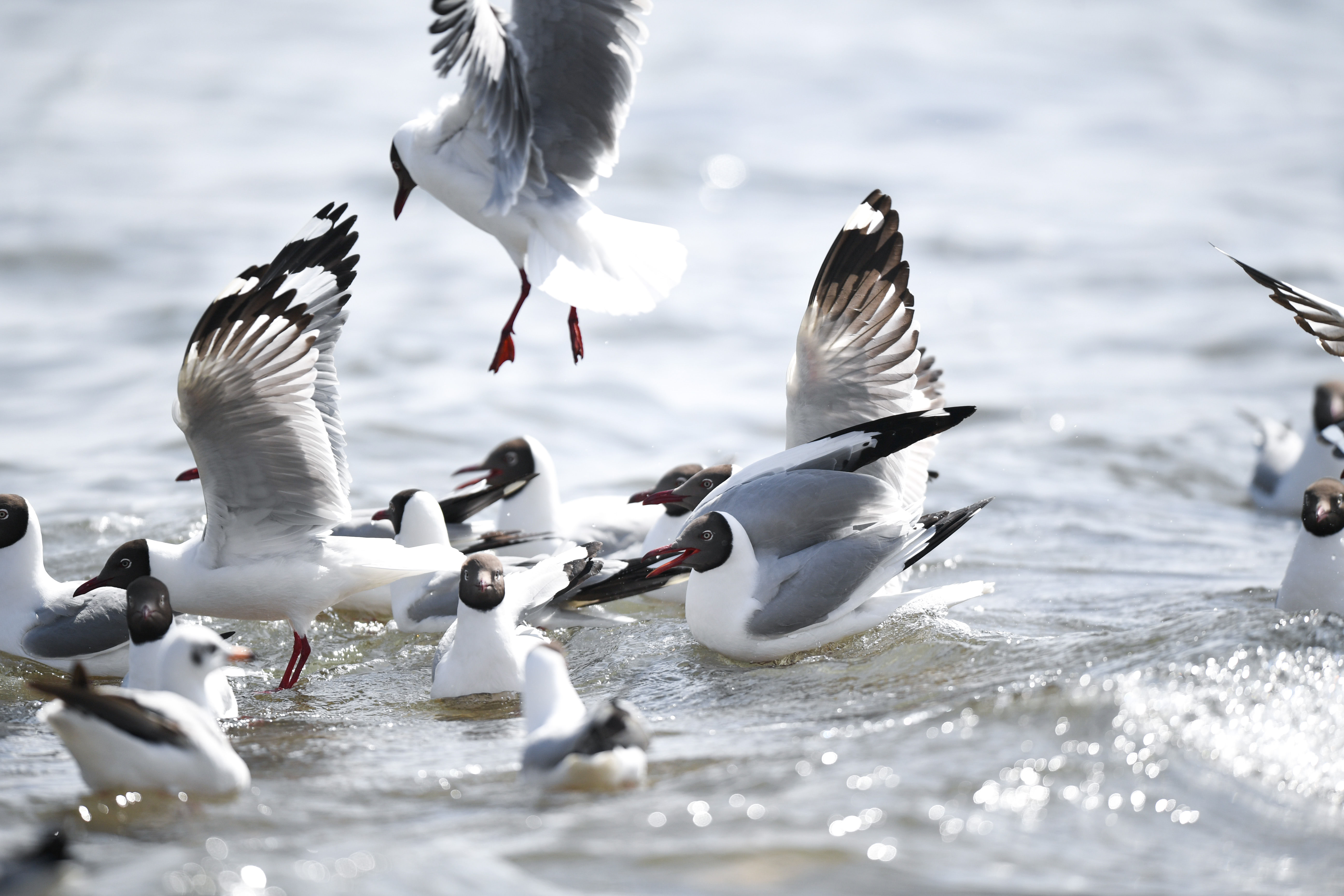中国物种红色名录|“水—鸟—鱼”系统保护——中国最大内陆咸水湖的生态文明实践