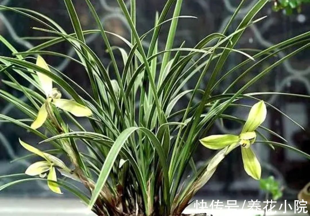 植株|5种花卉，需要“冻一冻”，才能开出漂亮的花朵