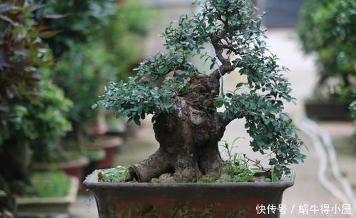 2种名贵的盆景树,观赏性高价值不菲,能养的家庭不一般