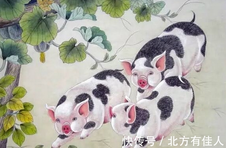 属猪人|老一辈悄悄告诉你：猪之人的命：1971、1983、1995年再忙也要看完