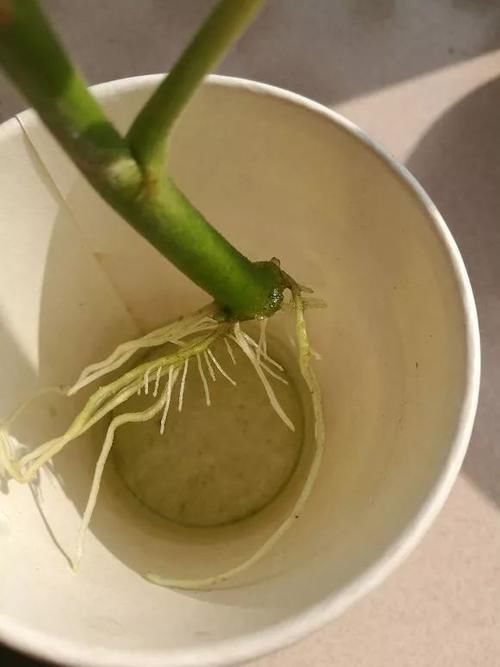 别养绿萝吊兰了,3种花剪根枝,插水里能活,开花一大片!