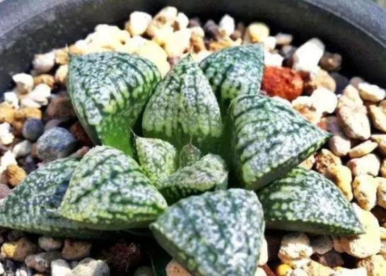 办公室养多肉,盆栽这5款,不怕采光差、难看、一盆不剩!