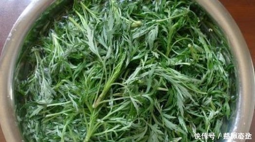 达斡尔族|长得酷似艾草,曾是穷苦人的救命粮,如今更珍贵,见到可别错过了