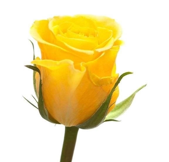 金牛座|近期4星座运势:桃花运转好,爱神相助,有缘人出现,真爱降临