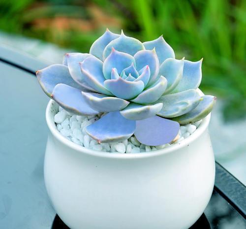 5款仙气十足的多肉,每一款都值得入,除了晚霞你还养过哪种?