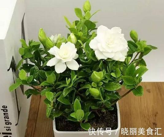 这些流行花卉,一个比一个难养,大多活不过一年,浪费钱