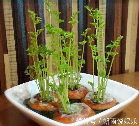 绿萝|丢水里就能长得很好的6种蔬菜，比花美、比绿萝还好养！