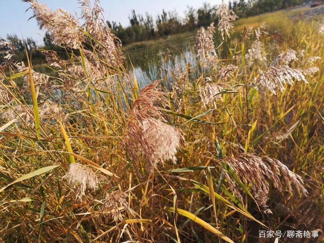 秋霜@七律(原创)但爱秋霜梳彩叶,休缘得意再欢歌