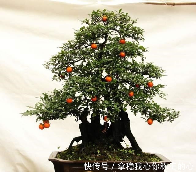 2种名贵的盆景树,观赏性高价值不菲,能养的家庭不一般!