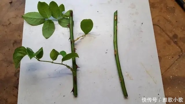 自制生根剂并不难,巧妙采用四种“生根液”,很快长出大白根