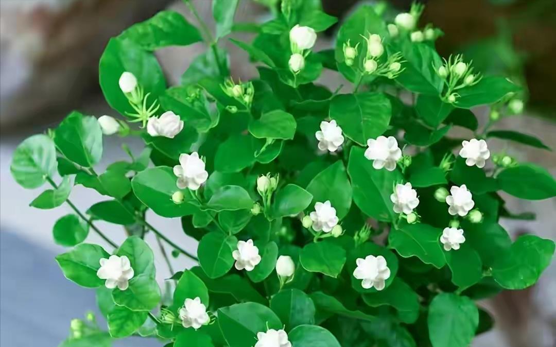 春羽|种健康花，家里养一盆，格调高寿命长，干净，健康，运气好