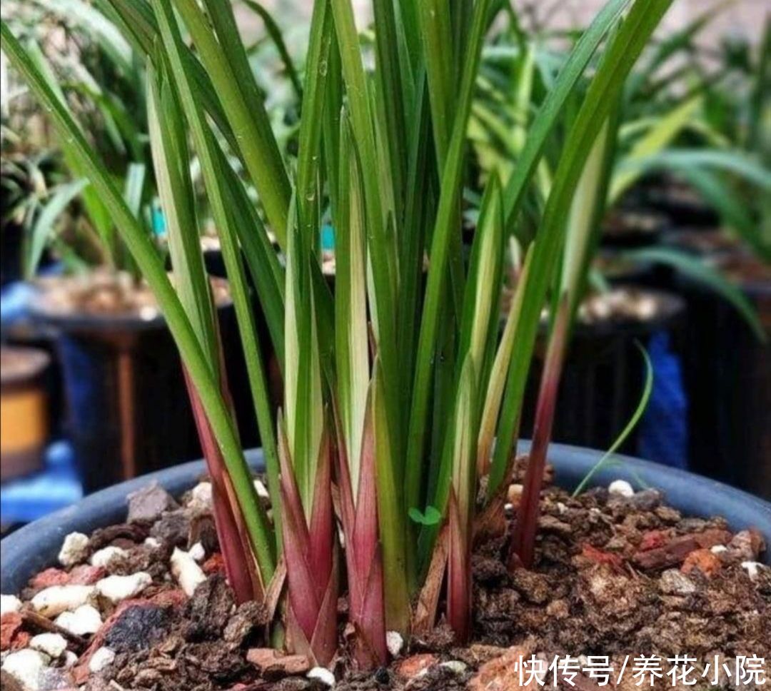 花卉|夏天养花有“3忌”，做错一样，不是烂根就黄叶，难熬过夏天