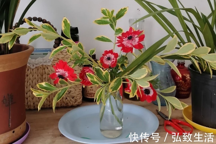 防虫|大蒜养花好处多,杀虫杀菌,花长得快、不烂根!