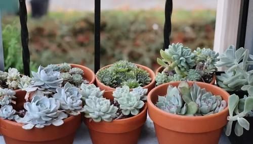 繁殖多肉的途径：砍头茎插、拿叶子催根育苗