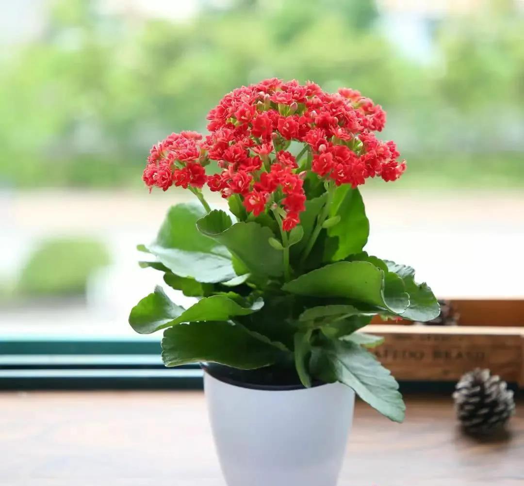 盆栽|养长寿花要心狠,关进小黑屋,花苞满枝头,让它不开花都难