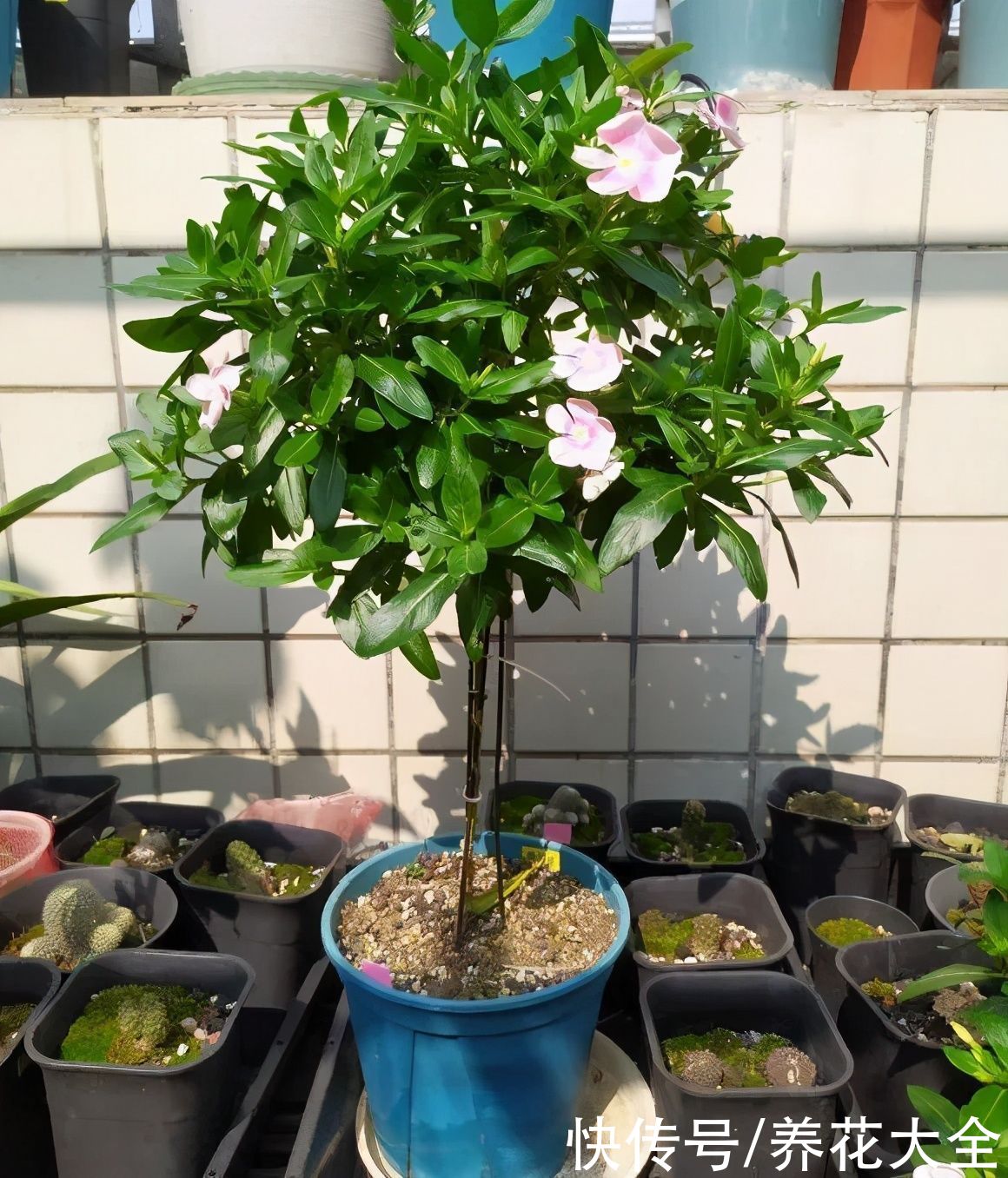 马齿苋花|山东马齿苋老桩，年年开花像小树，网友直呼：假的吧