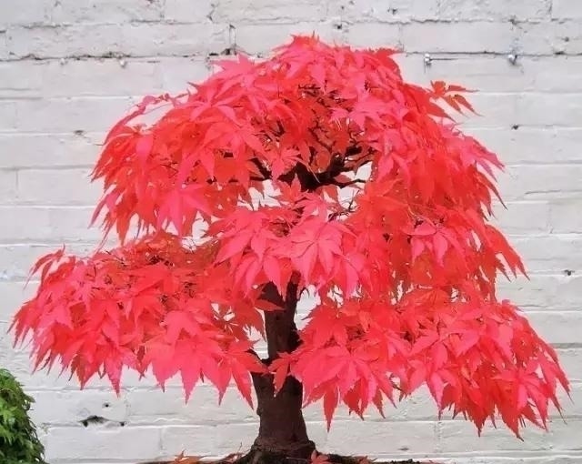 世界上又一奢侈品《盆栽》一盆就是一座房子！