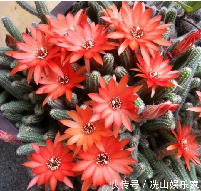 秋冬就养这“花”,越冷越爱开,比蟹爪兰还漂亮,养100盆也不多