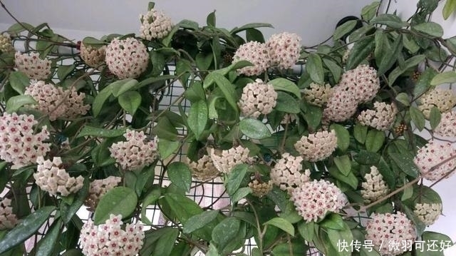 都是“兰花”，这9种便宜又好养，还能开花，比兰花好养10倍