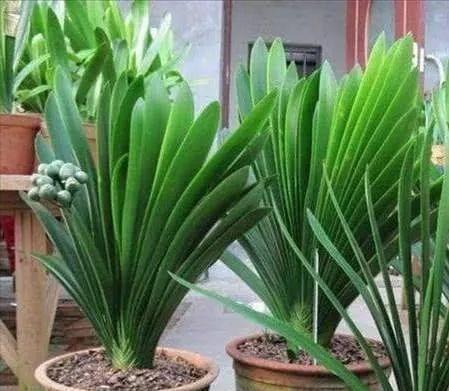 歪七|君子兰摆放,大有“讲究”,3个位置坚决不能放,歪七扭八太难看