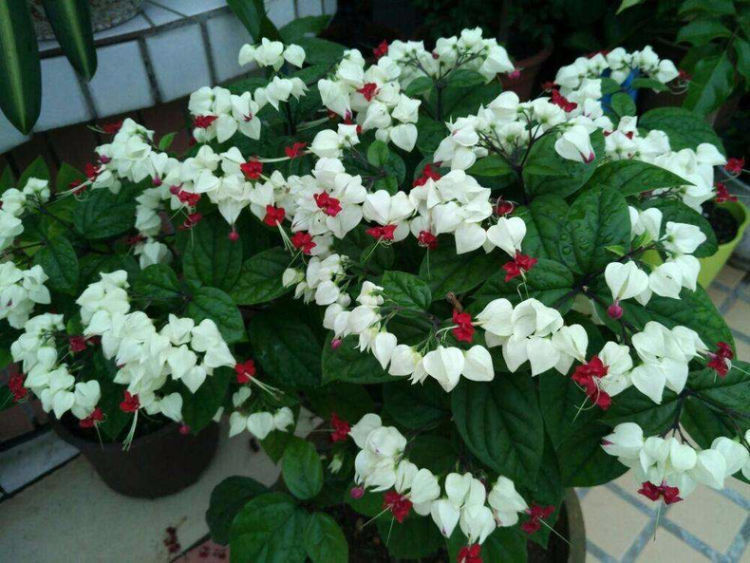 适合秋冬养的花,好养如绿萝,花形奇特漂亮,花香四溢,值得入手